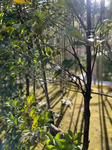 慈照寺（慈照禅寺・銀閣寺）の自然