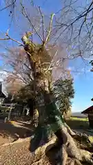 十所神社(滋賀県)