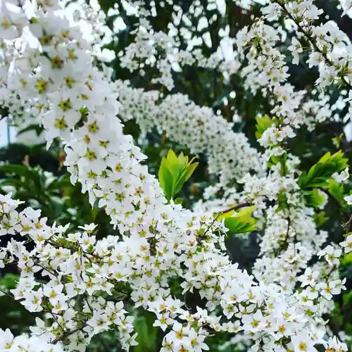 豊景神社の自然