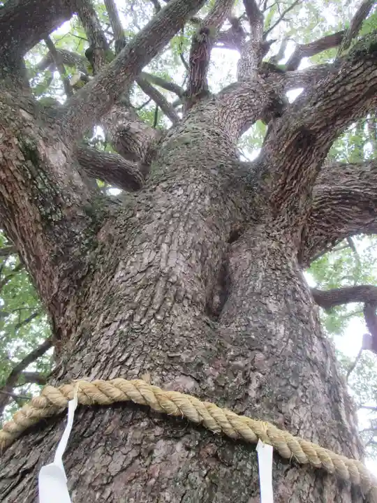 平野神社の自然