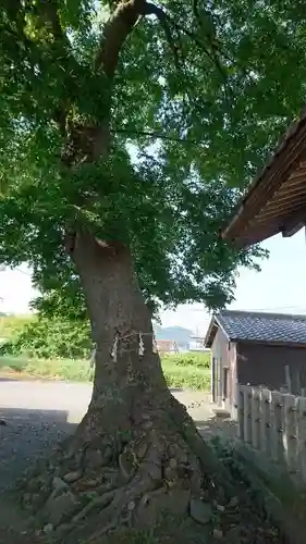 大手神社の自然
