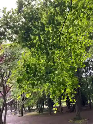 平林寺(埼玉県)