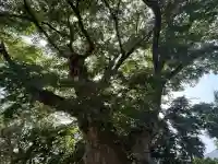 櫻井神社(新潟県)