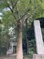 諏訪神社の自然