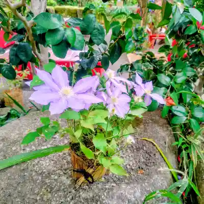 上野東照宮の{uncategorized: "未分類", other: "その他", undefined: "問題あり", building: "その他建物", grave: "お墓", sacred_gate: "鳥居", guardian: "狛犬", statue: "像", buddha: "仏像", history: "歴史", nature: "自然", garden: "庭園", animal: "動物", pagoda: "塔", temizu: "手水舎", mountain_gate: "山門・神門", sanctuary: "本殿・本堂", subordinate: "末社・摂社", art: "芸術", scenery: "景色", jizo: "地蔵", ema: "絵馬", goshuin: "御朱印", omikuji: "おみくじ", items: "授与品その他", amulet: "お守り", goshuincho: "御朱印帳", eats: "食事", festival: "お祭り", votive_dance: "神楽", shichigosan: "七五三参", wedding: "結婚式", experience: "体験その他", initially: "初詣", around: "周辺", anti_infection: "感染症対策"}