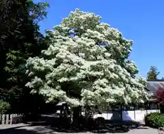 沙沙貴神社(滋賀県)