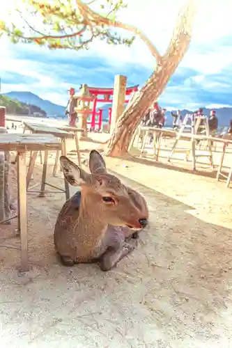 厳島神社(広島県)