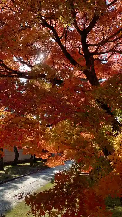 妙顯寺(妙顕寺)(京都府)