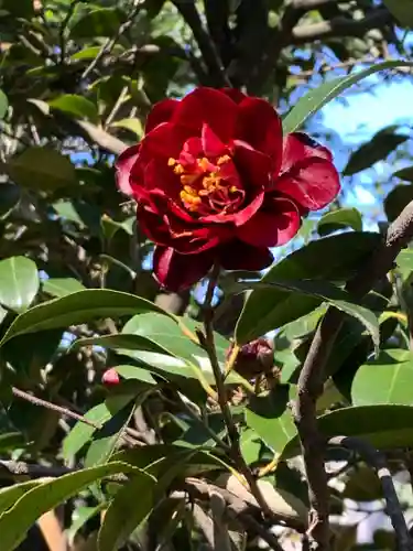 岩槻久伊豆神社(埼玉県)