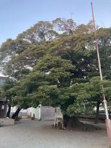 神明神社の自然