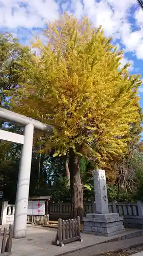 阿佐ヶ谷神明宮の自然