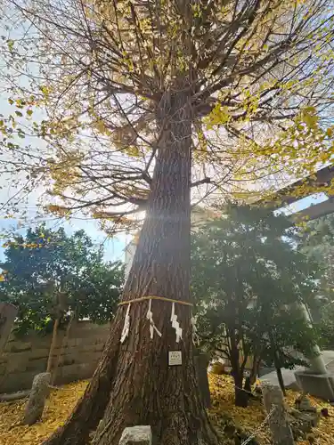 一山神社の自然