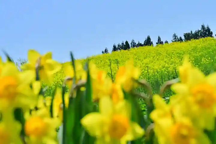 沢山神社(澤山神社)(新潟県)