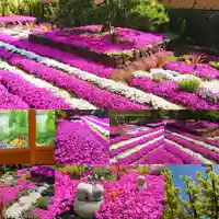 寿量山 速成寺(奈良県)