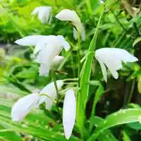 豊景神社の自然