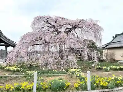 安国寺の自然