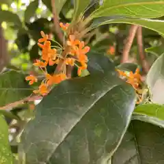 八王子成田山傳法院の自然