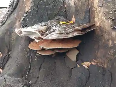 森野住吉神社(東京都)