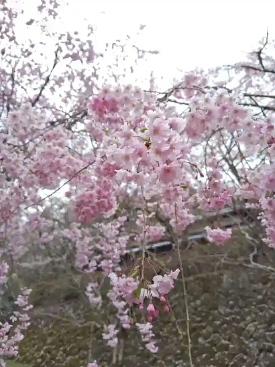 勝持寺(花の寺)(京都府)