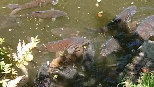 報徳二宮神社の動物