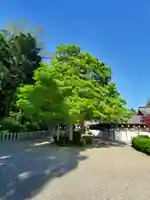 沙沙貴神社の自然