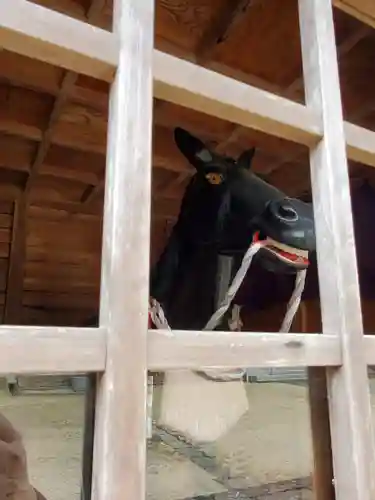 馬頭院の狛犬