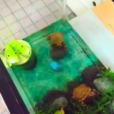 彌彦神社　(伊夜日子神社)の芸術