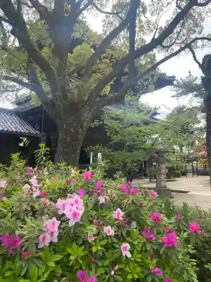 大樹寺（松安院大樹寺）(愛知県)