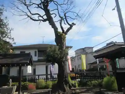 今宮坊(埼玉県)