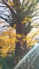 赤坂氷川神社の自然