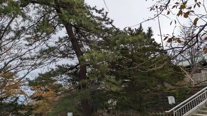 室蘭八幡宮の自然