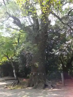 綾神社(宮崎県)
