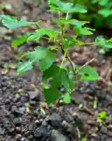 札幌諏訪神社の自然
