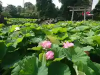 伊賀八幡宮の自然