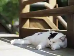 今市報徳二宮神社の動物