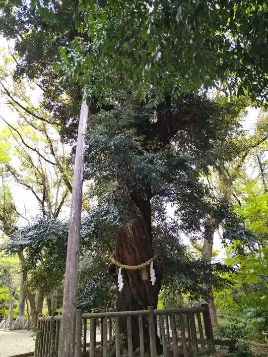 賀茂御祖神社(下鴨神社)の自然