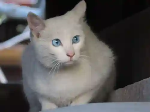 三輪神社の動物