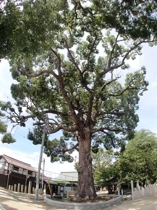 阿麻美許曽神社の自然
