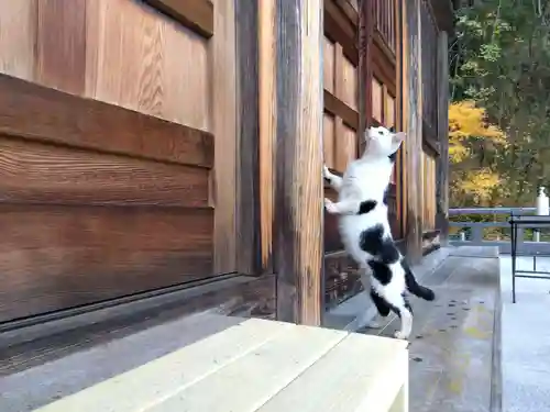 御誕生寺（猫寺）(福井県)