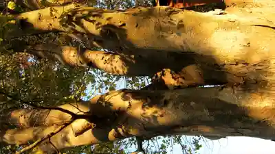 稲荷神社の自然