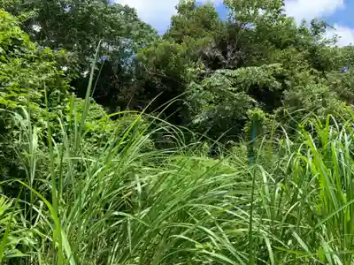 大山祇神社の自然