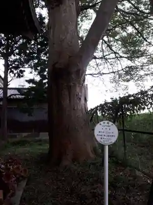 旅立稲荷神社の自然