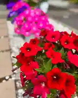 伊達神社(北海道)