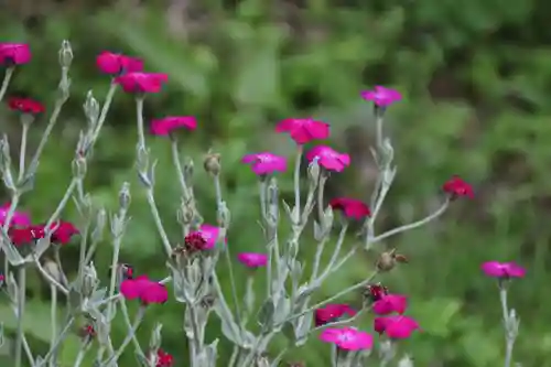 阿久津「田村神社」（郡山市阿久津町）旧社名：伊豆箱根三嶋三社の自然
