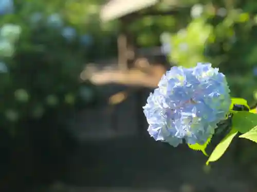 明月院(神奈川県)