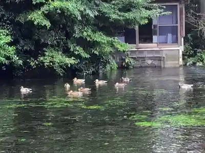 富士山本宮浅間大社(静岡県)