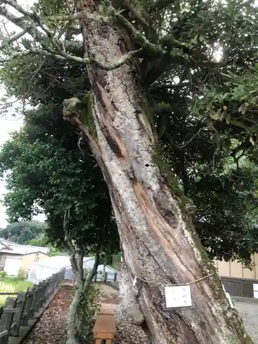 片岡神明宮の自然