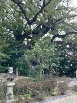 壺井八幡宮の{uncategorized: "未分類", other: "その他", undefined: "問題あり", building: "その他建物", grave: "お墓", sacred_gate: "鳥居", guardian: "狛犬", statue: "像", buddha: "仏像", history: "歴史", nature: "自然", garden: "庭園", animal: "動物", pagoda: "塔", temizu: "手水舎", mountain_gate: "山門・神門", sanctuary: "本殿・本堂", subordinate: "末社・摂社", art: "芸術", scenery: "景色", jizo: "地蔵", ema: "絵馬", goshuin: "御朱印", omikuji: "おみくじ", items: "授与品その他", amulet: "お守り", goshuincho: "御朱印帳", eats: "食事", festival: "お祭り", votive_dance: "神楽", shichigosan: "七五三参", wedding: "結婚式", experience: "体験その他", initially: "初詣", around: "周辺", anti_infection: "感染症対策"}