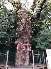 城山八幡宮の自然