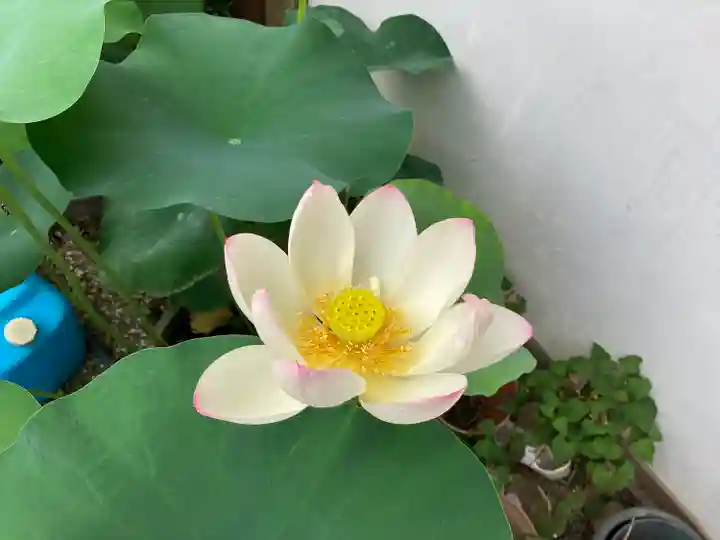 盛松寺(大阪府)